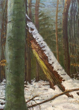 Buche und Fichte im Winterwald , 2007